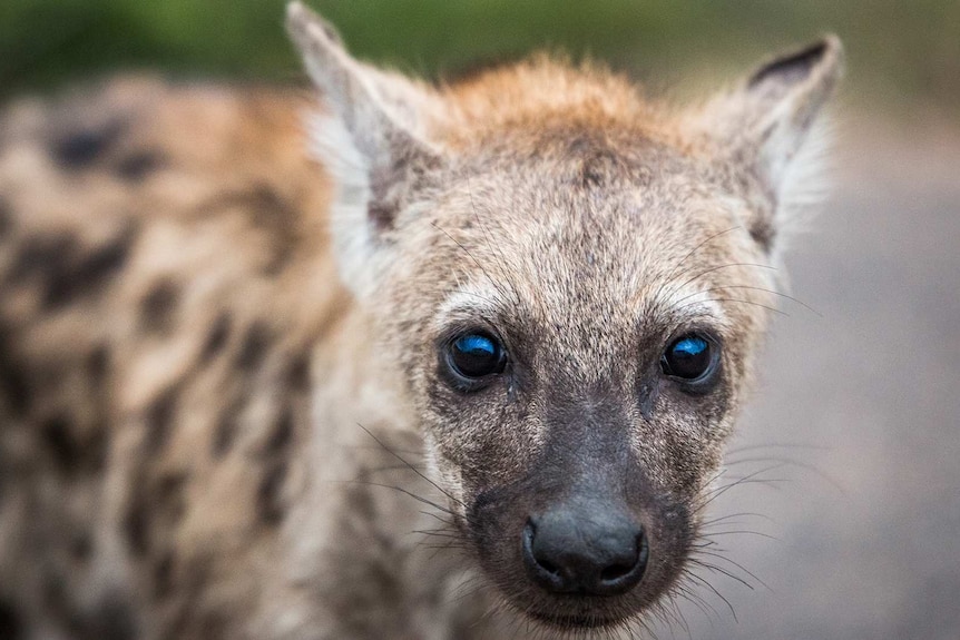 Spotted hyena cub staring at the camera