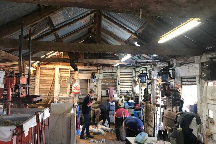 Inside a shearing shed