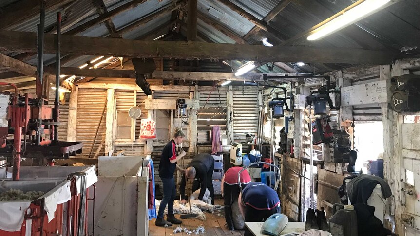 Inside a shearing shed