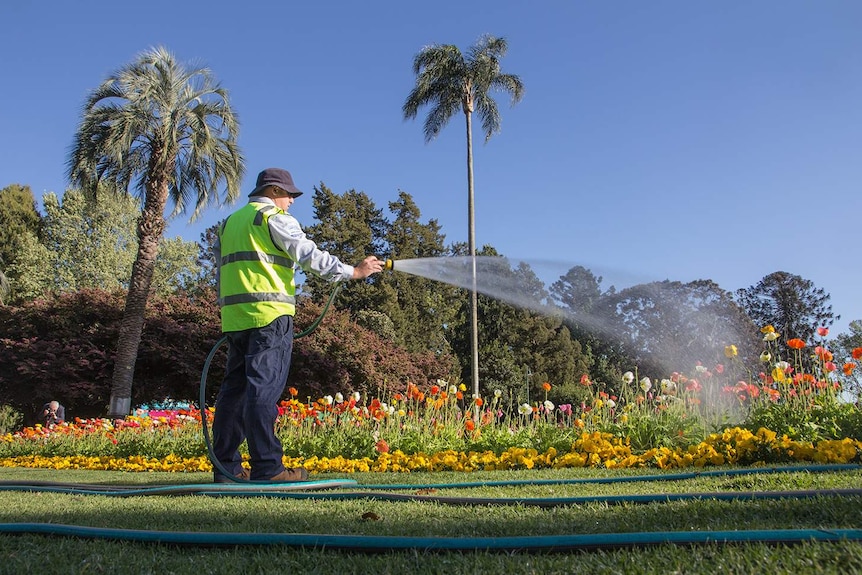 A gardener waters a bed of flowers in Queens Park