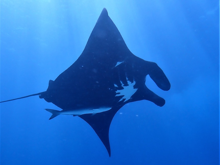 Giant manta becomes first manta ray to be listed as an endangered