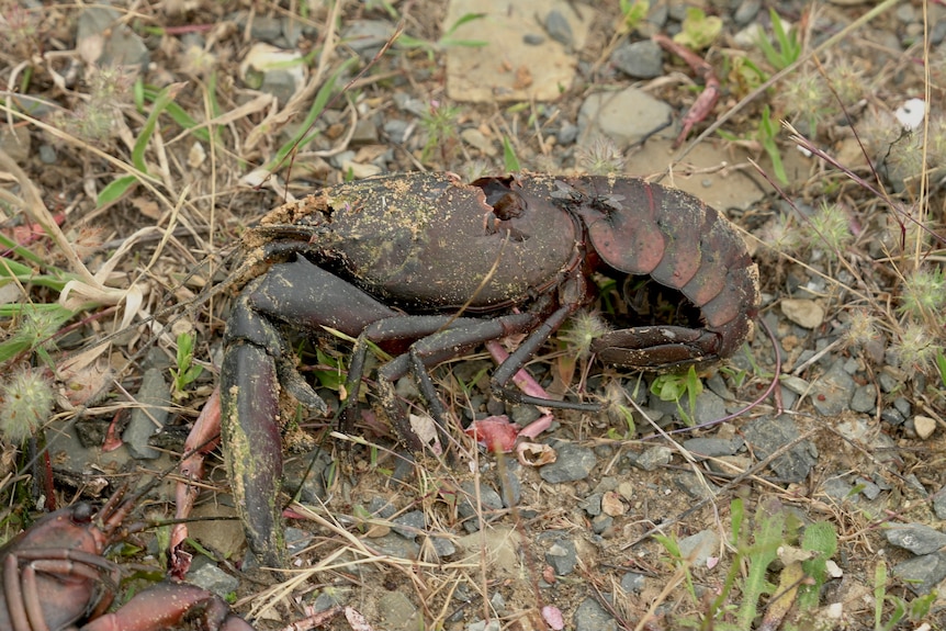 A dead crayfish