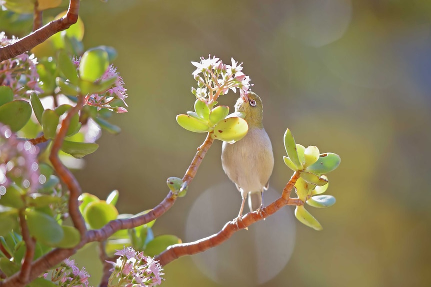 A small, pale bird with a silver-ringed eye feeds on nectar from a flowering plant