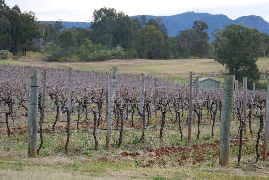 Grapevines in the middle of winter.