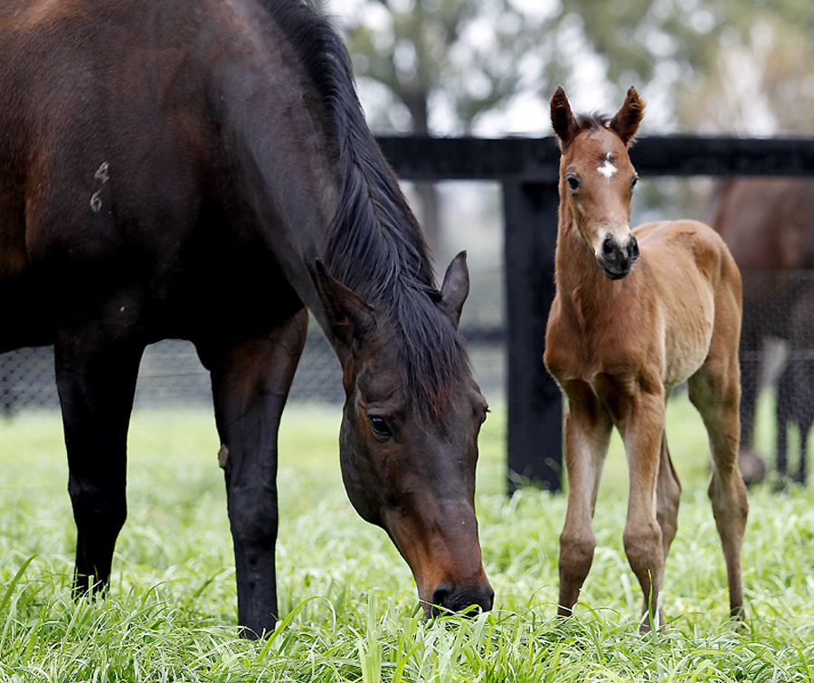 Black Caviar gives birth to first foal