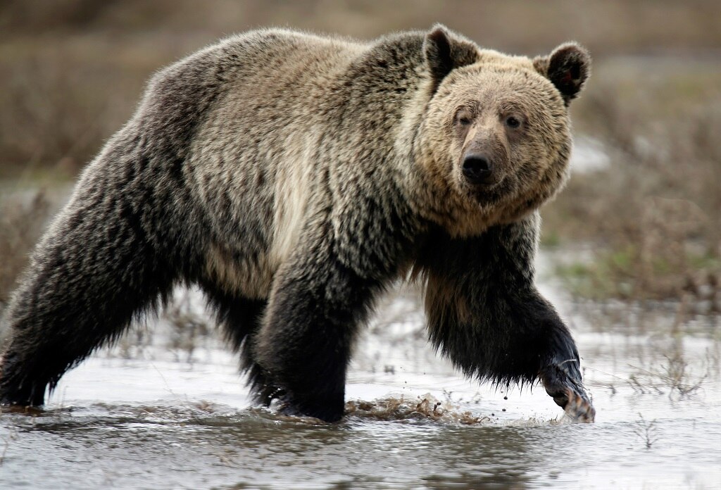 Grizzly bear attacks and kills guide on outskirts of Yellowstone