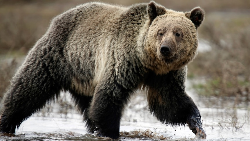 A large bear walks on four legs through shallow water.