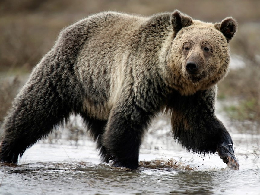 A large bear walks on four legs through shallow water.