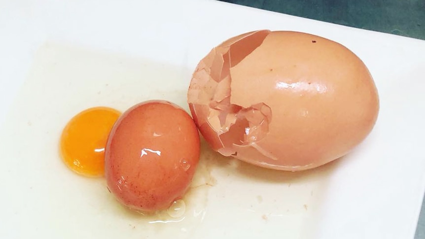 An egg yolk and a small egg beside the larger egg that contained it