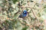 A pair of splendid fairy wrens preening each other in the morning sun.