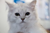 A burmilla is inspected at the Royal Adelaide Show cat competition.