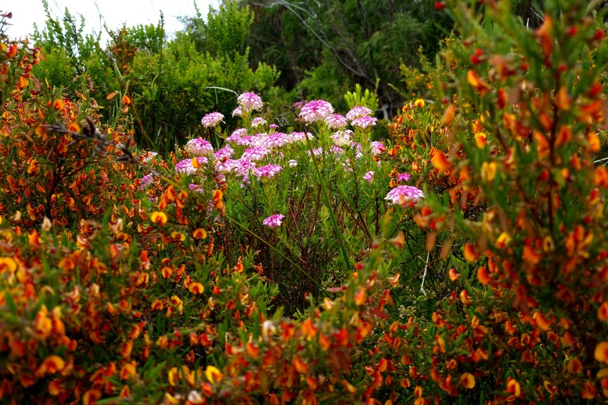 Red and pink flowers on WA's south coast