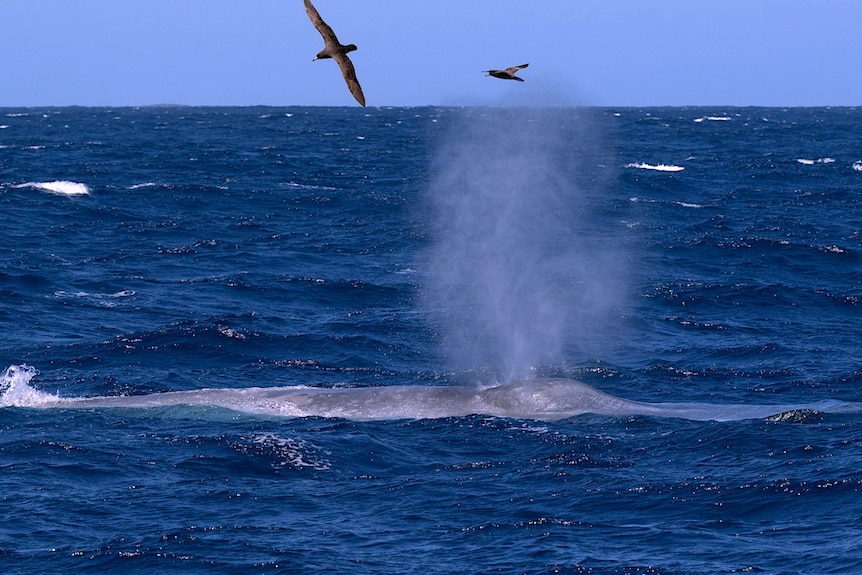 A blue whale blow water out its blowhole, birds swooping nearby