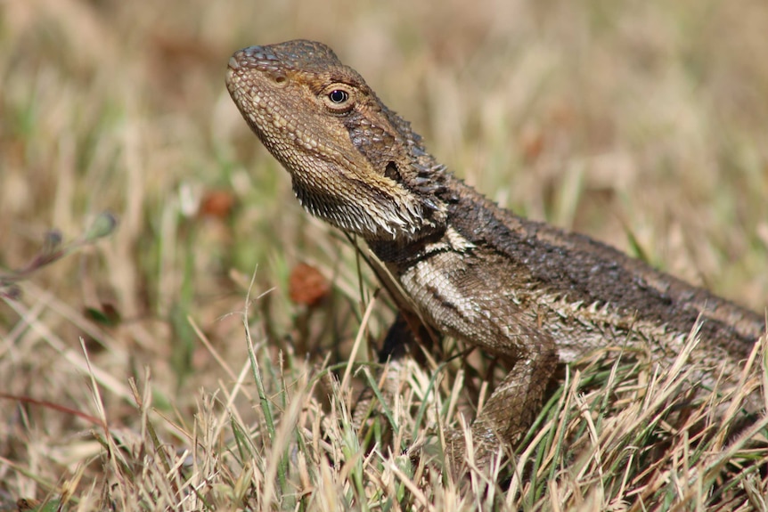 A bearded dragon on the grass