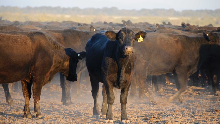 Cattle on one of Australia’s iconic stock routes