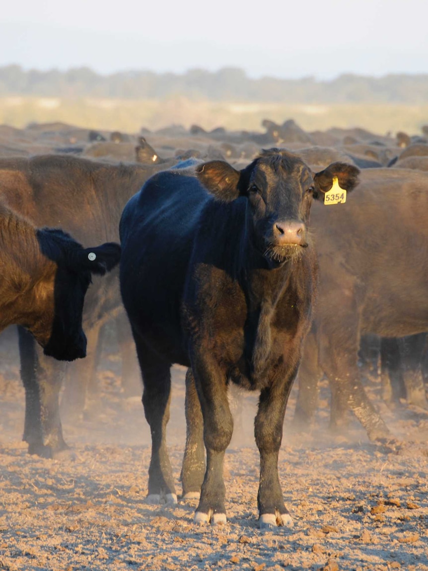 Cattle on one of Australia’s iconic stock routes