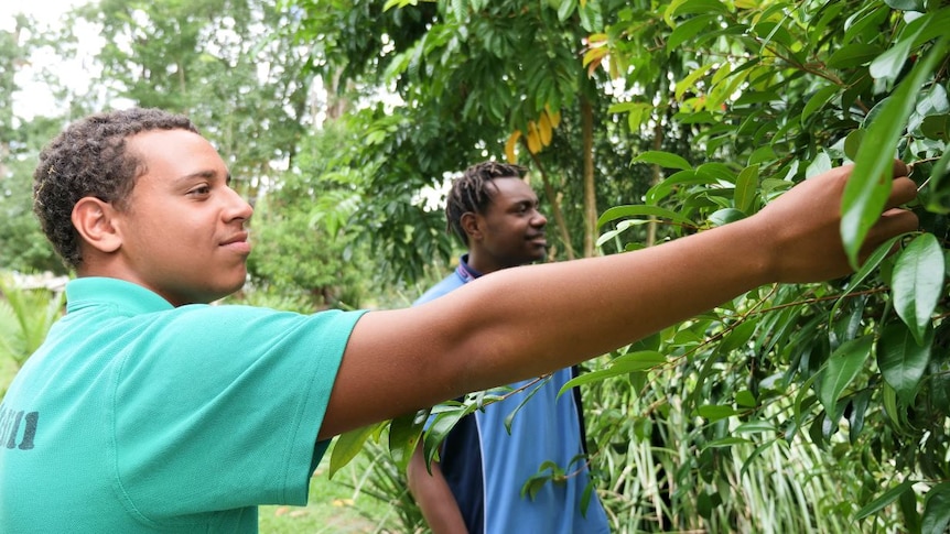 Two Indigenous boys reach into the leaves of a plant.