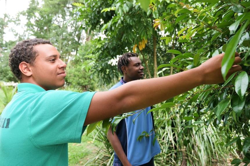 Two Indigenous boys reach into the leaves of a plant.