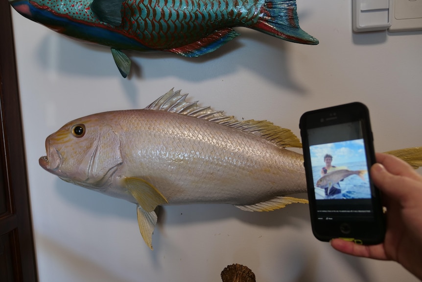 A hand is holding a phone with a photo of a fish in front of the fish on the wall. 