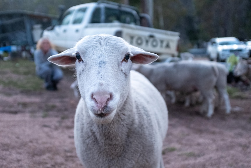 A sheep stares at the camera