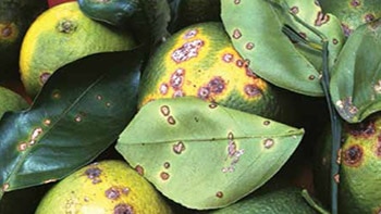 Citrus fruit and leaves infected with citrus canker.