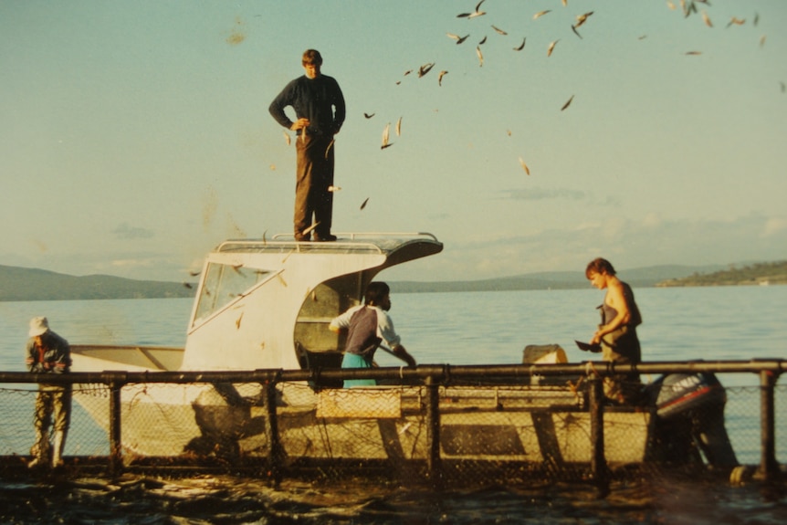 Boat tied up to tuna cage with man shoveling pilchards, another man on boat roof looking on.