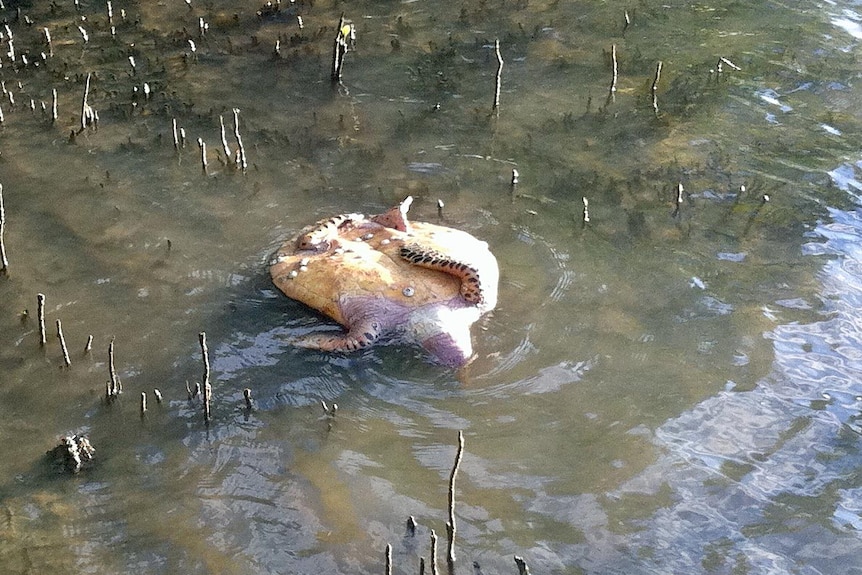 A dead turtle in the mouth of the Boyne River in June.
