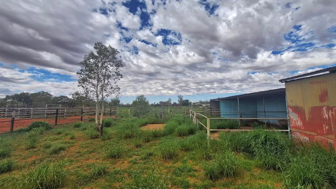 A red and green shed and a blue shed in the right corner of the frame which also shows green bush and fences under a cloudy sky