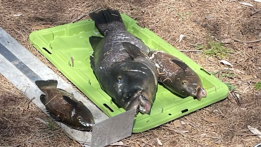 Three dead fish on the ground where they are being measured