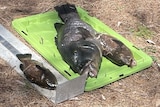 Three dead fish on the ground where they are being measured