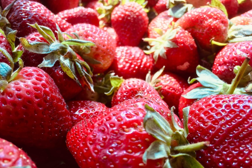 A tray of strawberries