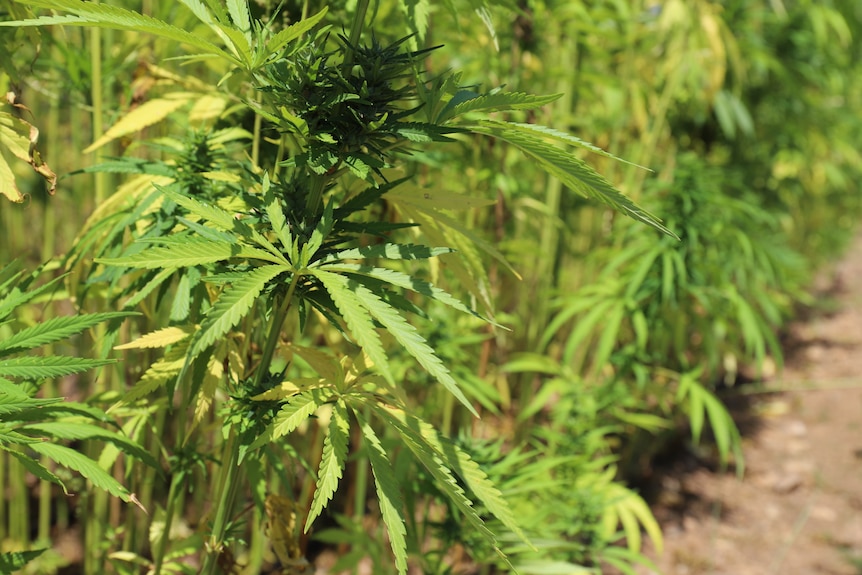 Close-up of a cannabis plant.