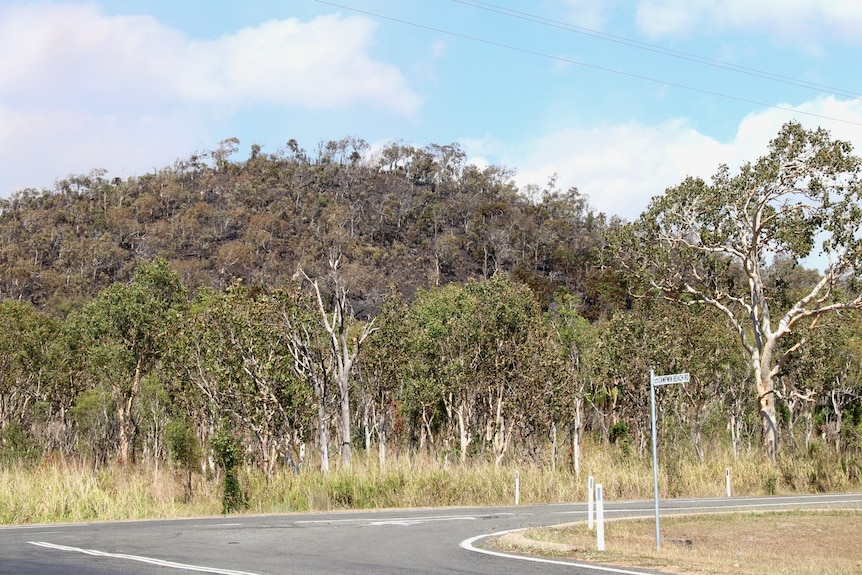 Looking across a road at burnt bushland.