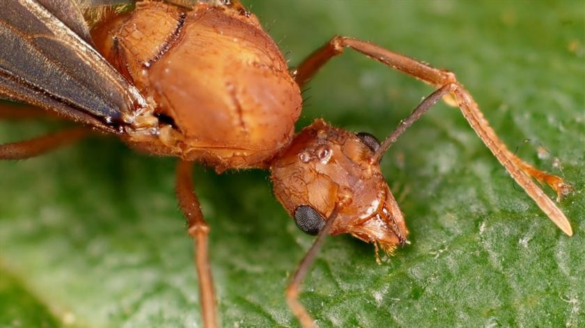 The seminal fluid of insects like this male leafcutter ant can harm the sperm of their competitors.