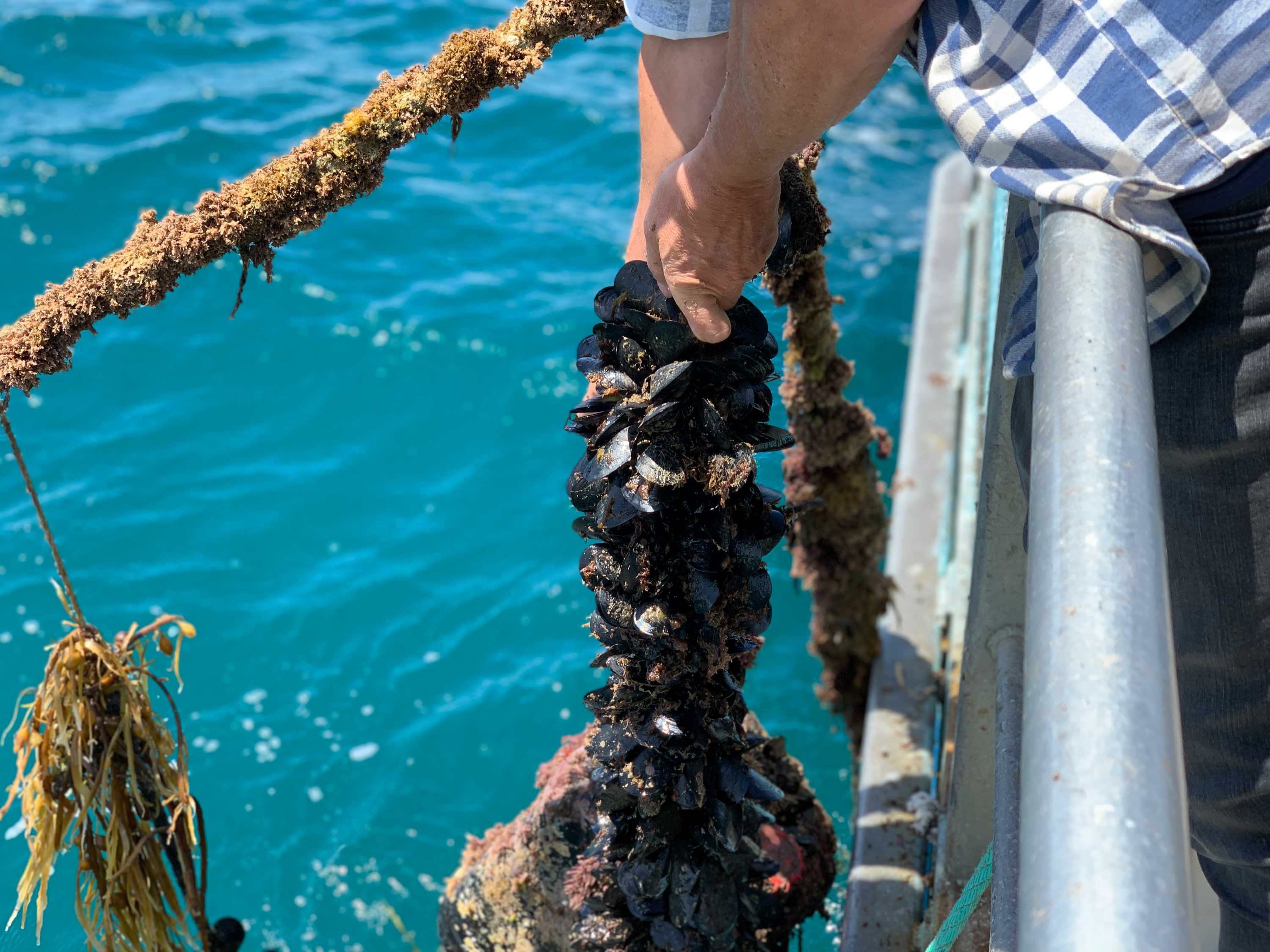 Michael Harris lifts mussels out of the water.