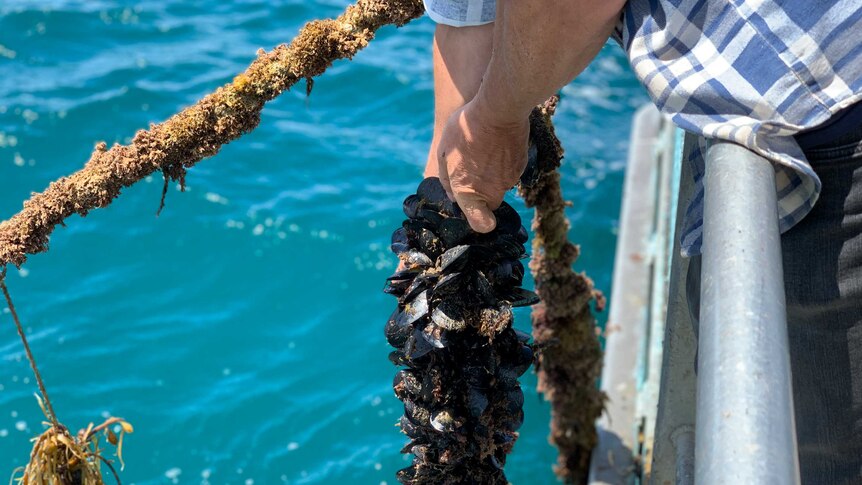 Michael Harris lifts mussels out of the water.