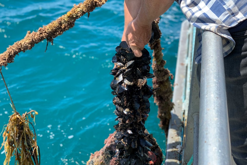 Michael Harris lifts mussels out of the water.