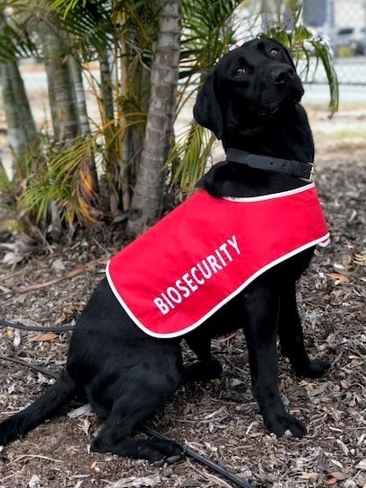 A dog in a biosecurity jacket
