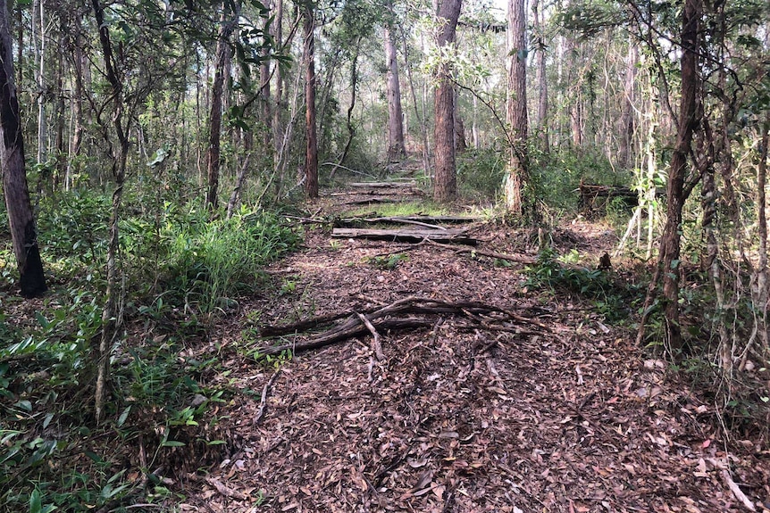 An image showing a trail covered with leaves and trees to on a dirt trail surrounded by bush in Toohey Forest
