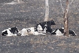 Black and white dairy cows on grey burnt earth