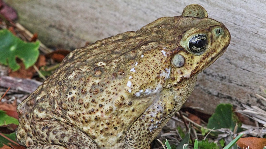 Cane Toad