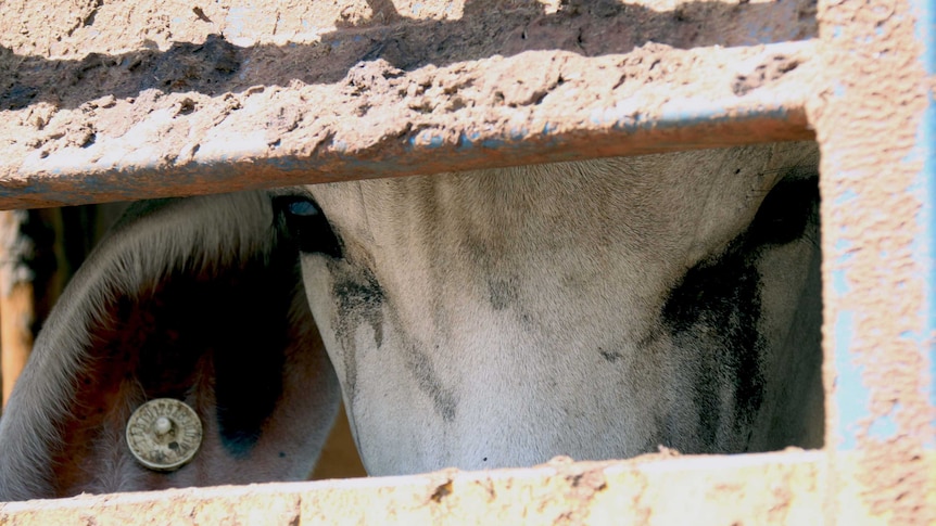 Cattle live export