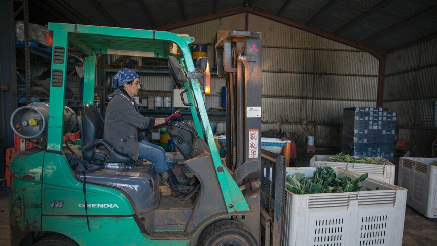 Rita drives the forklift in the packing shed.