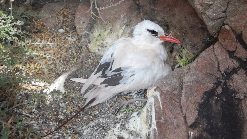 A white bird with black eye and wing markings and a red tail sits on the dirt against some rocks.