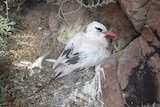 A white bird with black eye and wing markings and a red tail sits on the dirt against some rocks.