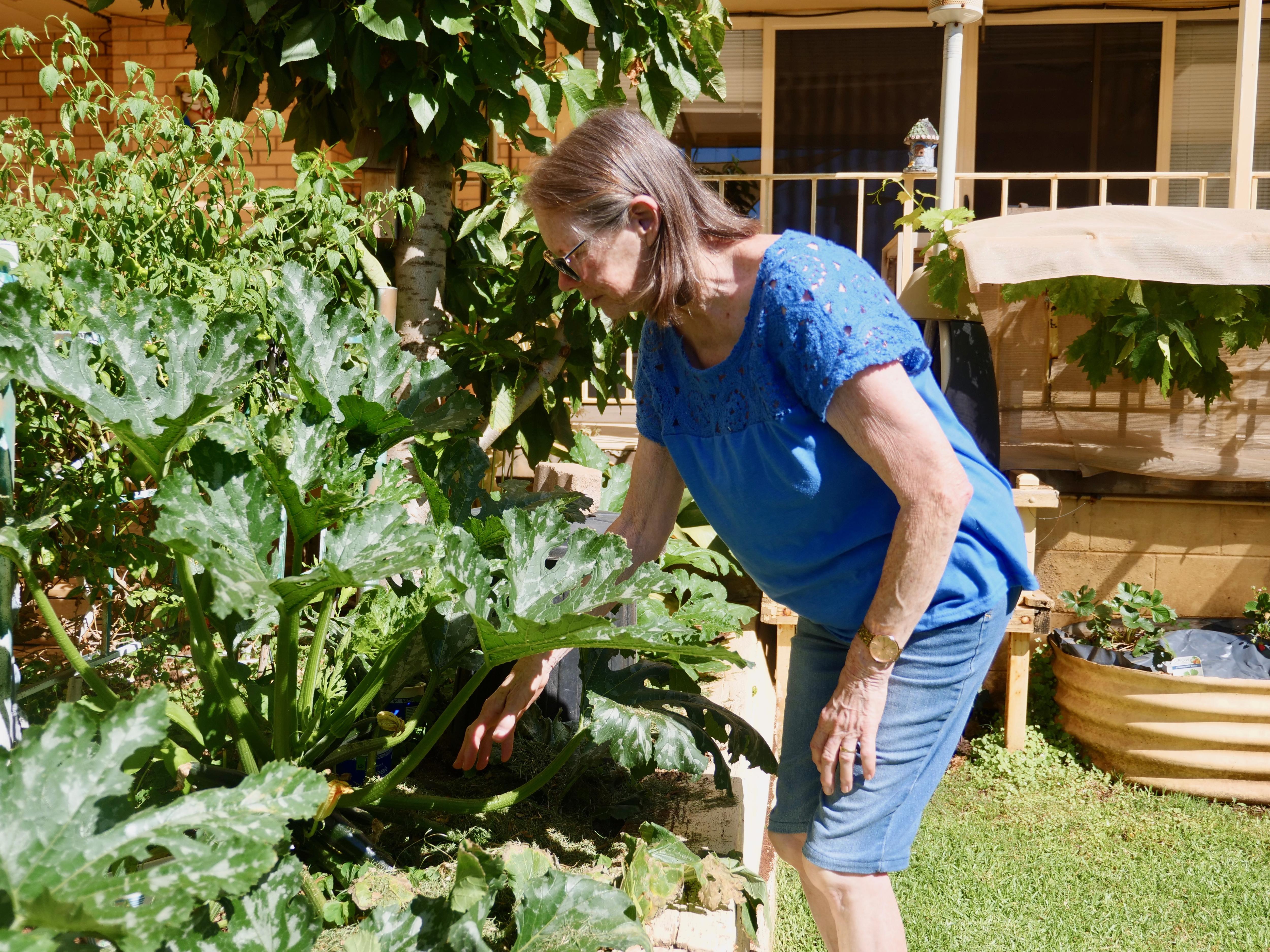 Ann standing in front of planter boxes filled with plants, reaching into the garden to check the soil.