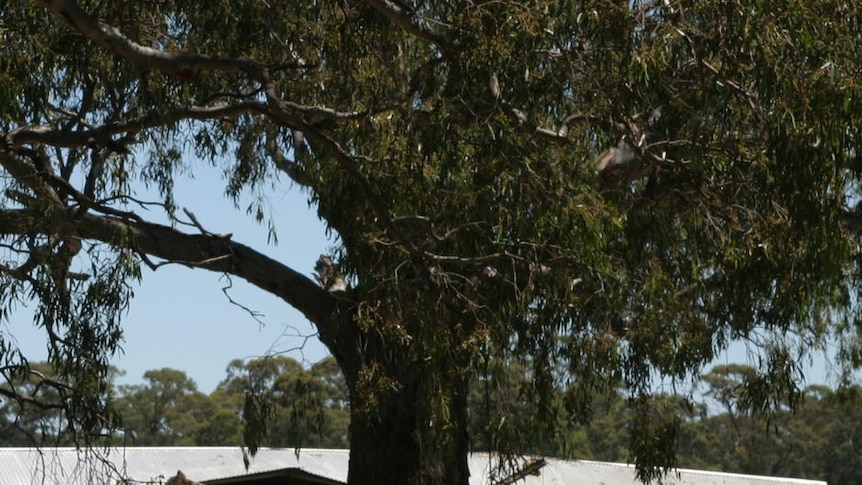 Debris sits in floodwaters in Newbridge, near Bendigo.