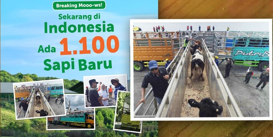 Montage of pictures from arrival of dairy cattle
