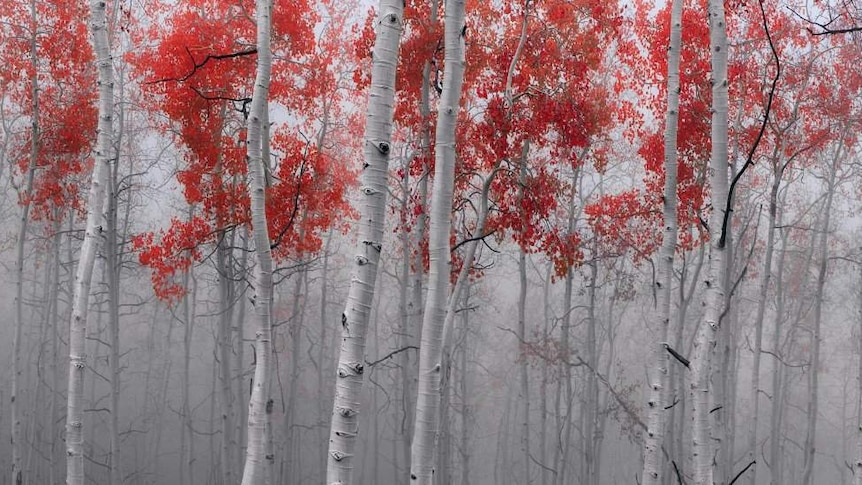 Peter Lik's Scarlet Moods, taken in Deer Valley Utah, December 7, 2014.