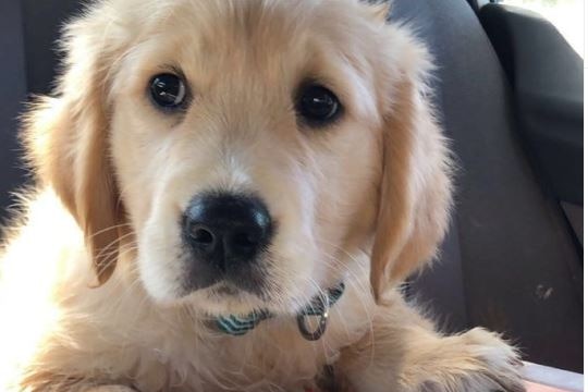 Close up of a puppy.